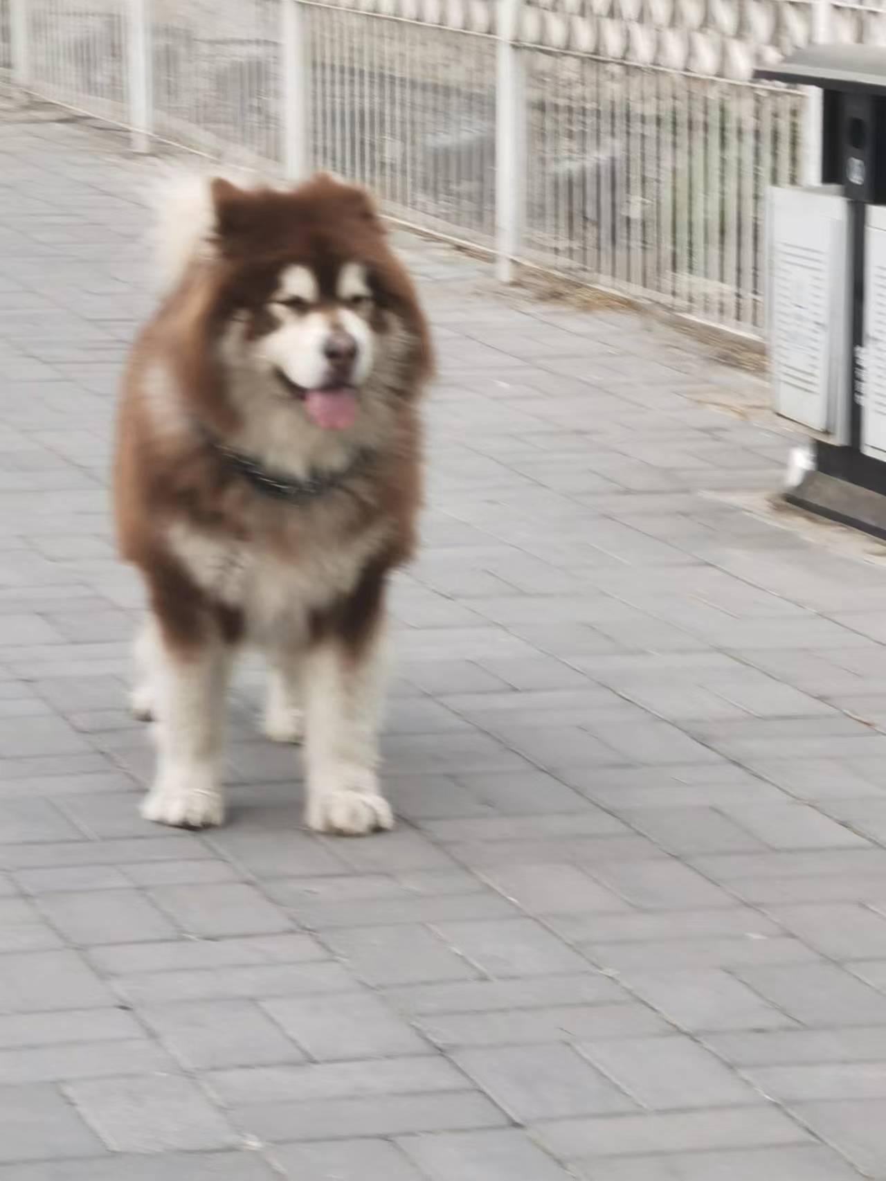 只因狗比人要有能量