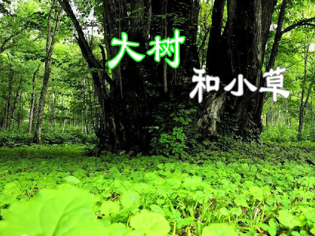 是小草，就不要和大树比高