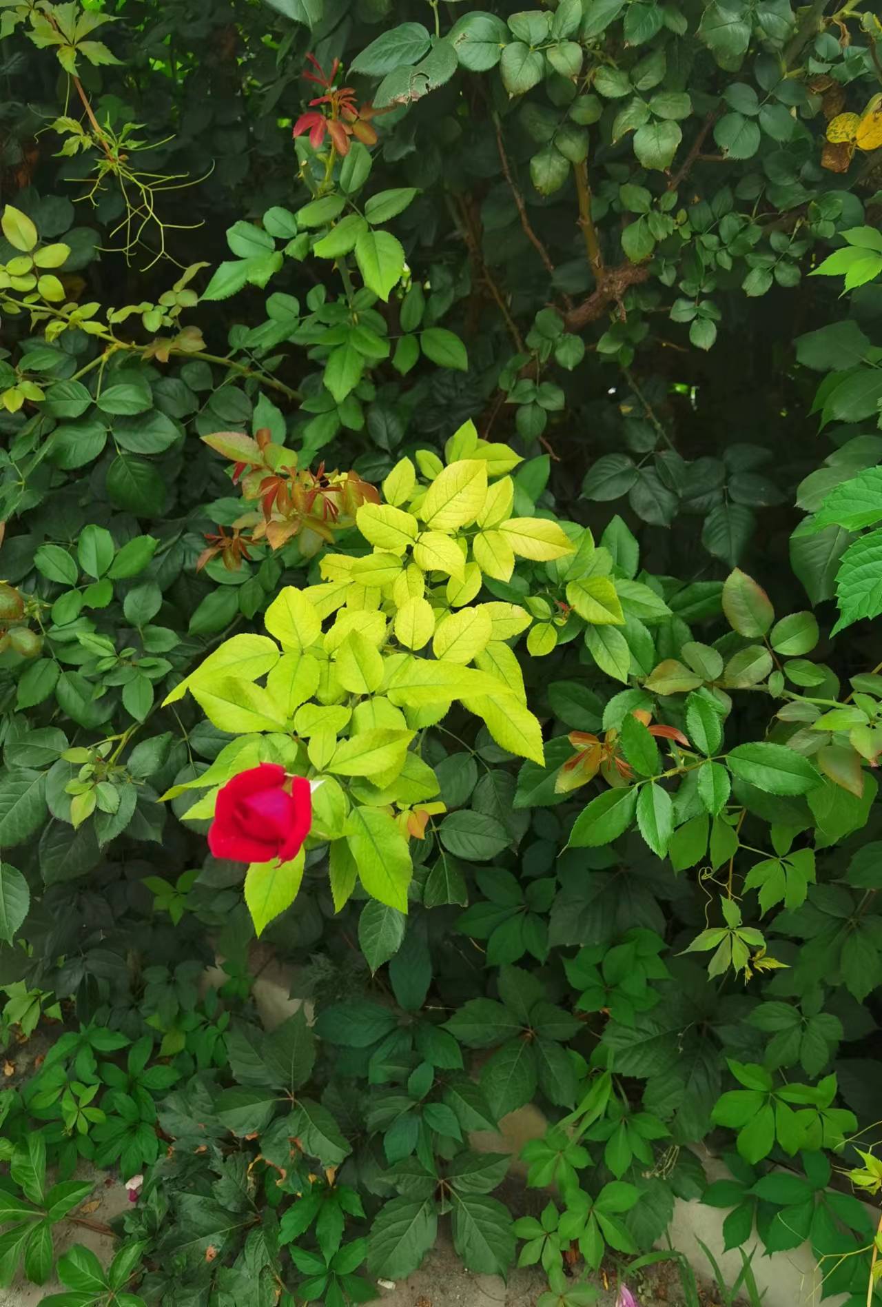 路边的野花不怕风吹雨打