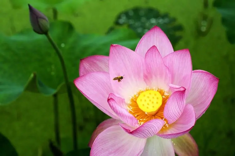 夏荷 ——赠以山君