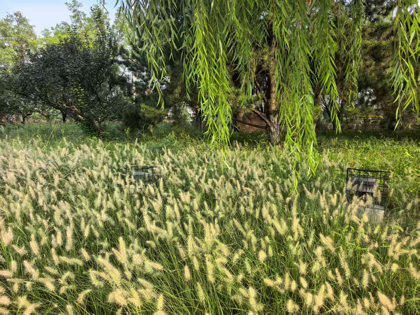 小草礼赞   